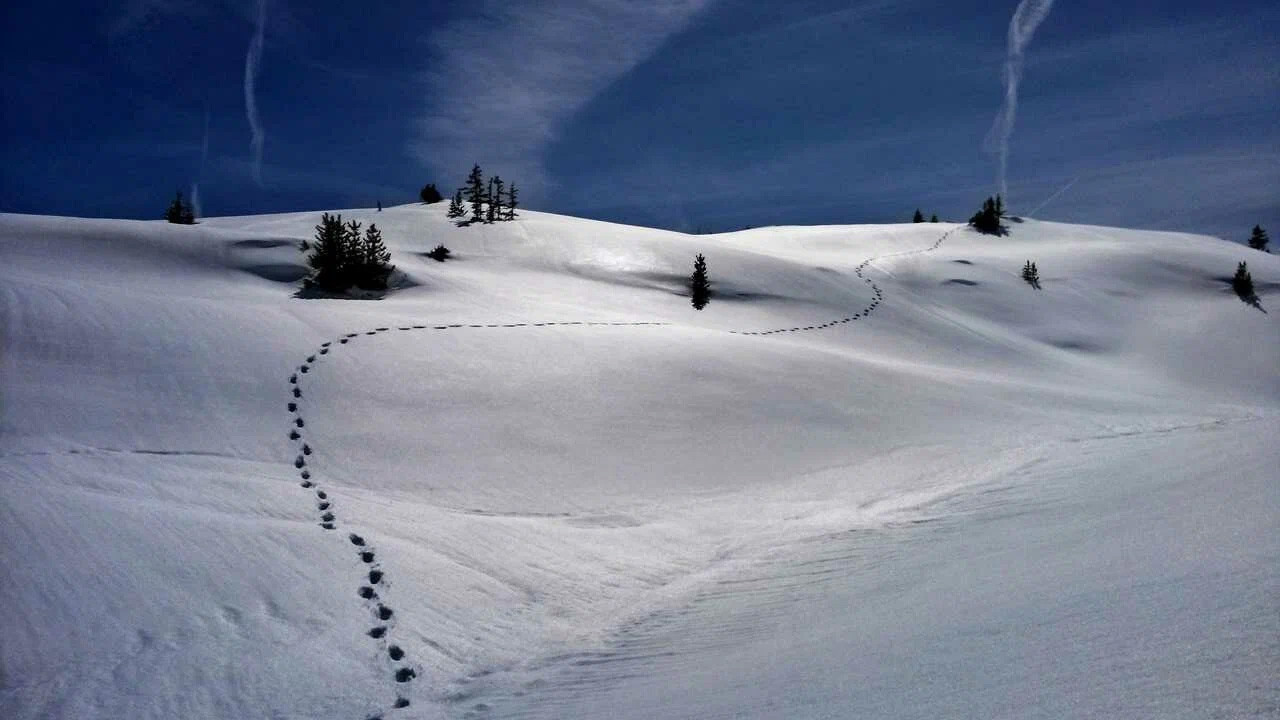 Почему Digitalika — ваш идеальный SEO-партнер?